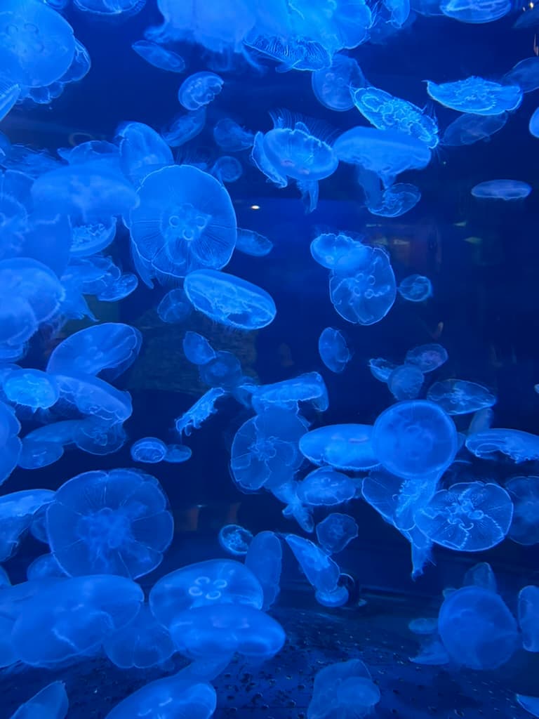 Jellyfish at Vancouver Aquarium